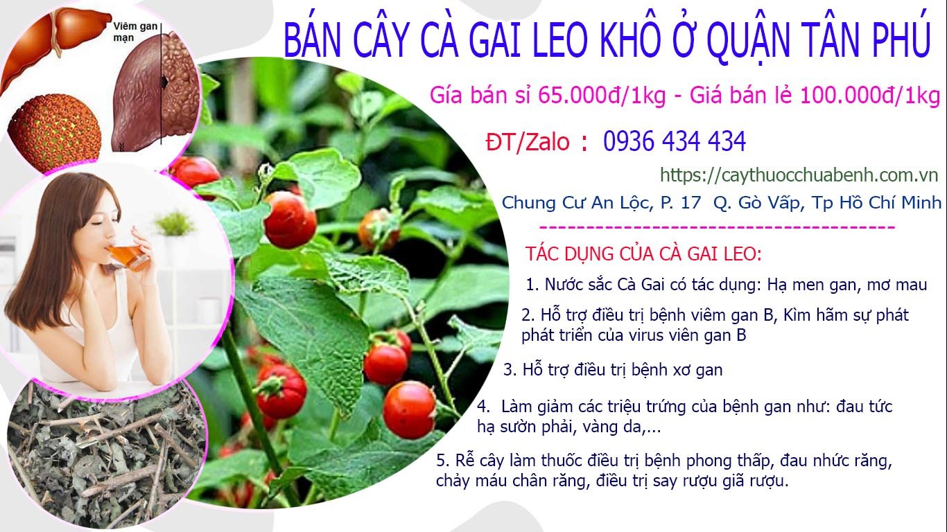 Mua bán Cây Cà Gai Leo khô ở Quận Tân Phú giá từ 65k