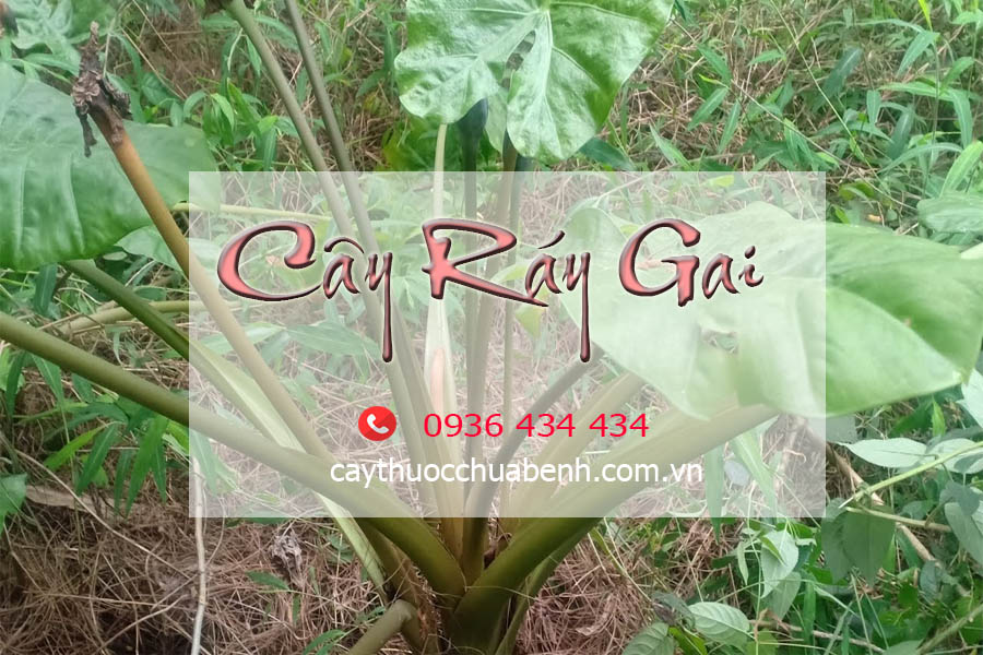 CAY_RAY_GAI_TUOI-TRONG_TU_NHIEN