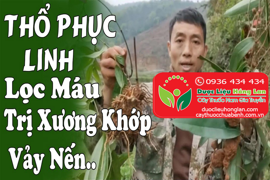 CONG_DUNG_TAC_DUNG_CHUA_BENH_THO_PHUC_LINH_KHO_DUOC_LIEU_HONG_LAN