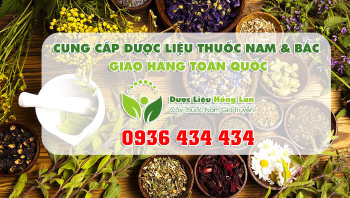 Công ty dược liệu Hồng Lan - chuyên chỉ đầu nguồn thảo dược - đồ ngâm rượu - thuốc đông y- cây thuốc nam ở Quảng Ngãi