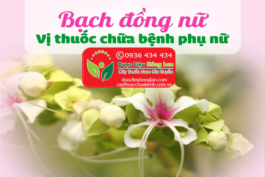 CAY-BACH-DONG-NU-CHUA-BENH-GI-CTY-DUOC-LIEU-HONG-LAN