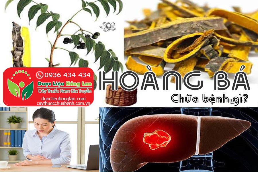 HOANG-BA-VO-NUC-NAC-CHUA-BENH-GI-CTY-DUOC-LIEU-HONG-LAN